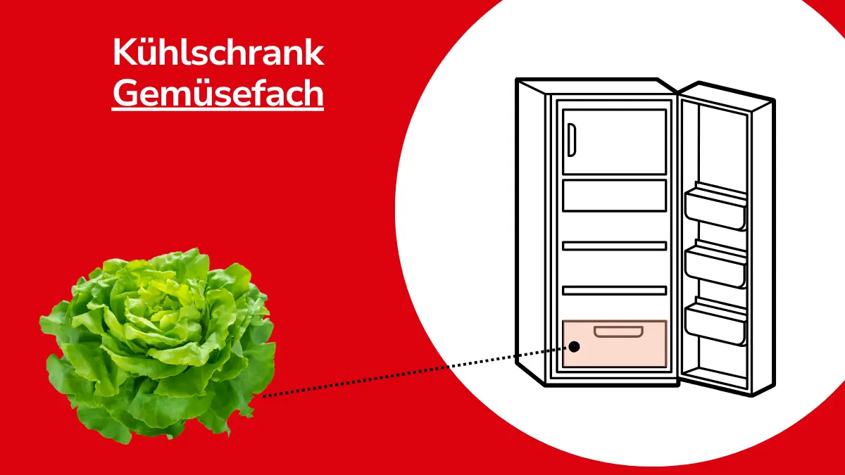 Salat mit Linie, die auf einen Kühlschrank zeigt. Mit Text ,,Kühlschrank Gemüsefach"