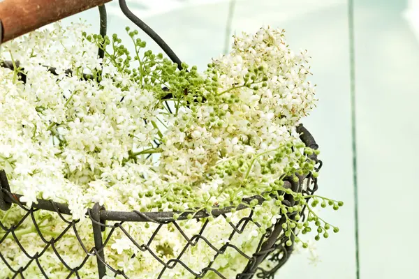 Holunderblüten in einem Metallkörbchen