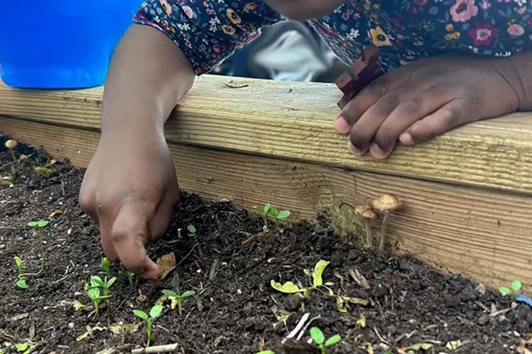 Kinderhände pflegen Pflanzen in einem Hochbeet