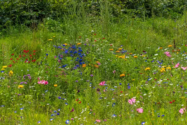 Wildblumenweise