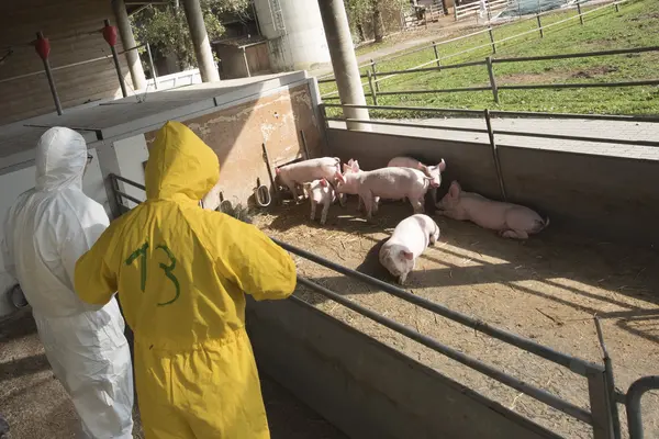 Afrikanische Schweinepest