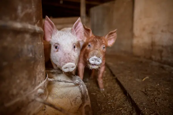 Zwei Schweine stehen in einem Stall.