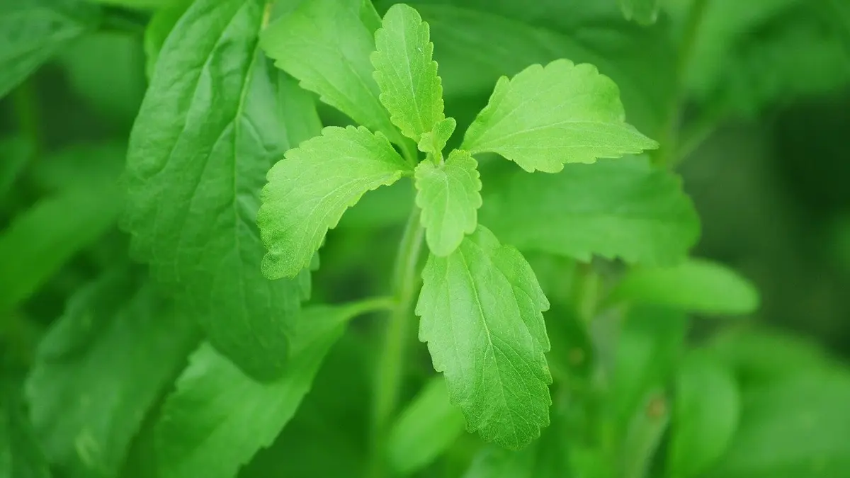 Stevia Pflanze