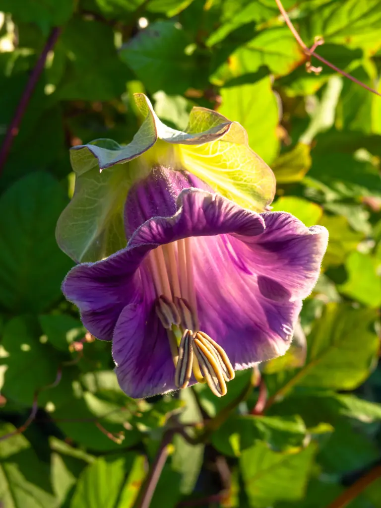 Blühende Glockenrebe mit violetten glockenförmigen Blüten