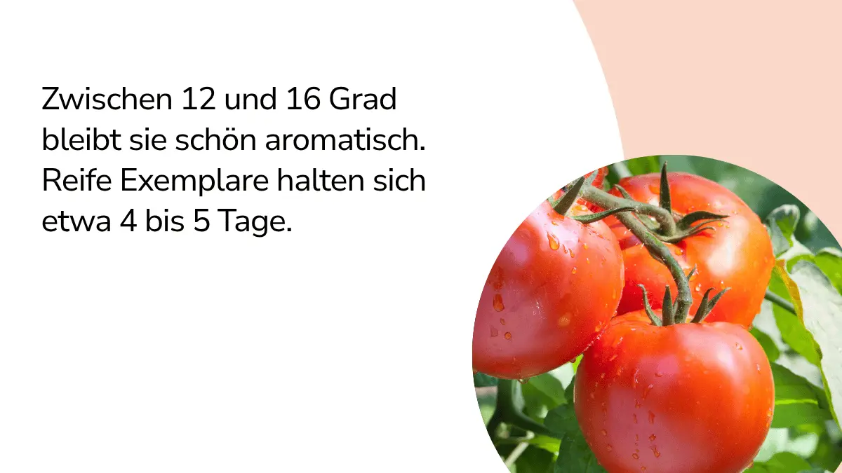Tomaten mit Text ,,Zwischen 12 und 16 Grad bleibt sie schön aromatisch. Reife Exemplare halten sich etwa 4 bis 5 Tage."