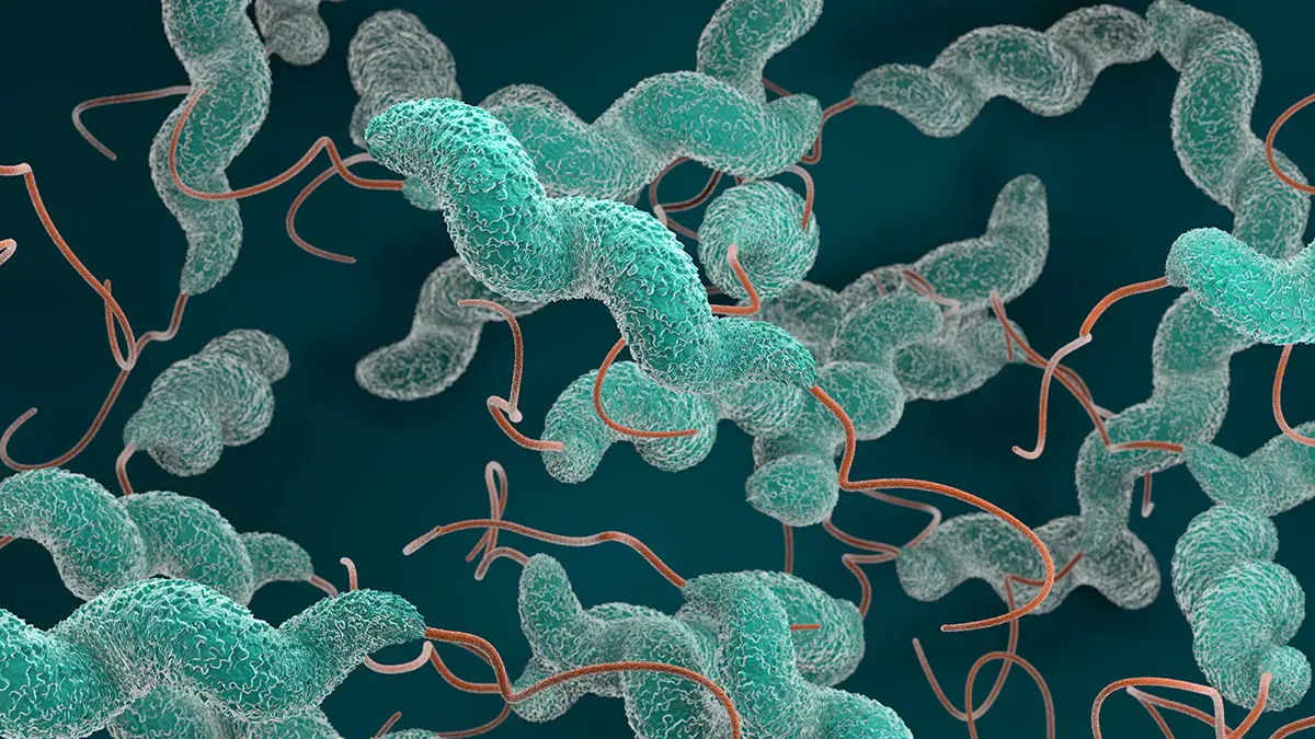 Darstellung eines Campylobacter