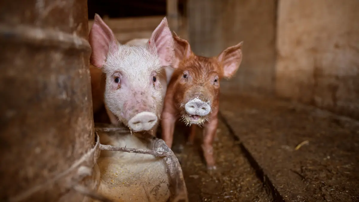 Zwei Schweine stehen in einem Stall.