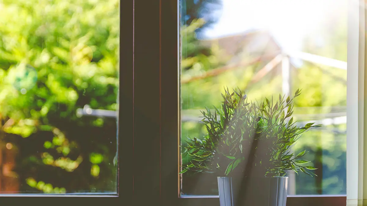 Blick aus dem Fenster. Die Sonne scheint hell hinein. Ein grüner Graten ist zu sehen. Auf dem Fensterbrett steht eine kleine, grüne Topfpflanze.