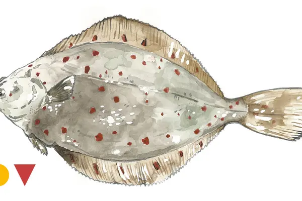 Scholle, Goldbutt
