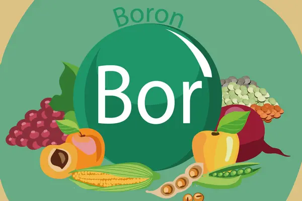 Bor Borax Borsäure in Lebensmitteln