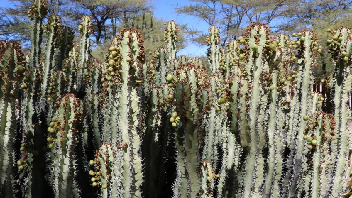 Hoodia