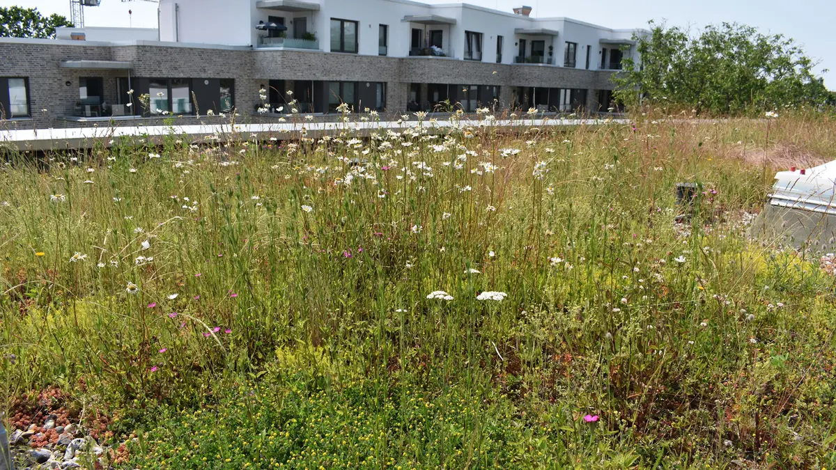Aufsicht auf ein Retentionsgründach mit blühender Vegetation