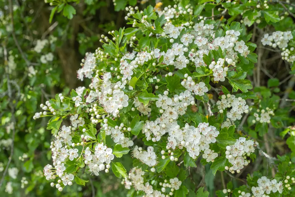 Eingriffeliger Weißdorn (Crataegus monogyna)