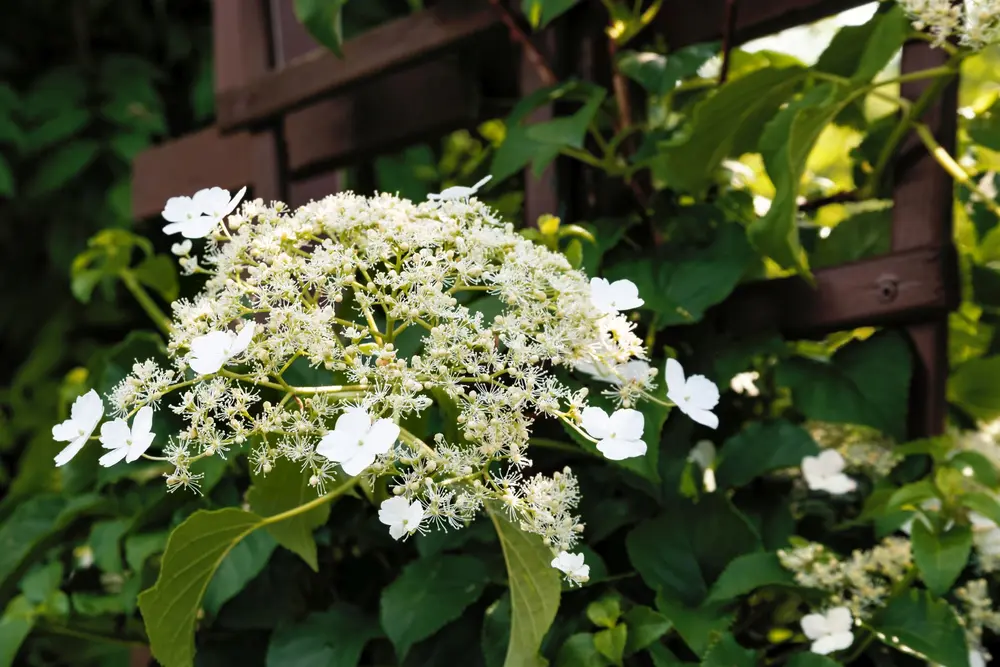 Kletterhortensie (Hydrangea petiolaris)