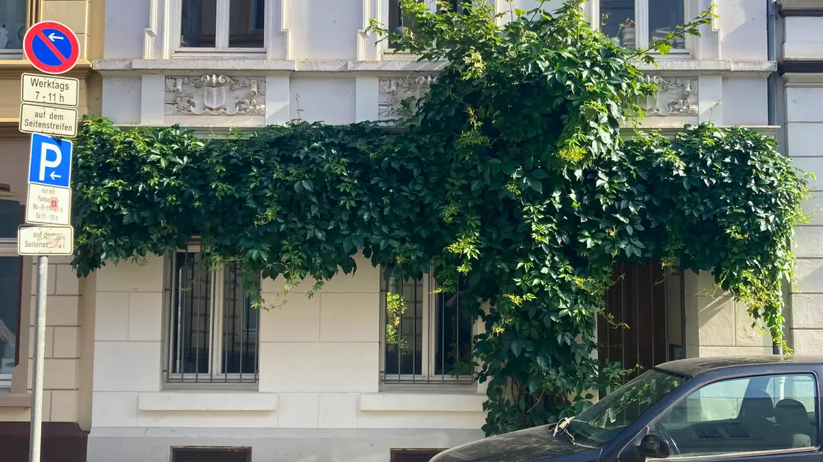 Rankpflanze, die sich von einer Kletterhilfe aus vor ein Fenster hängen lässt.