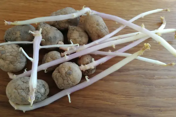 Kartoffeln mit langen Keimen
