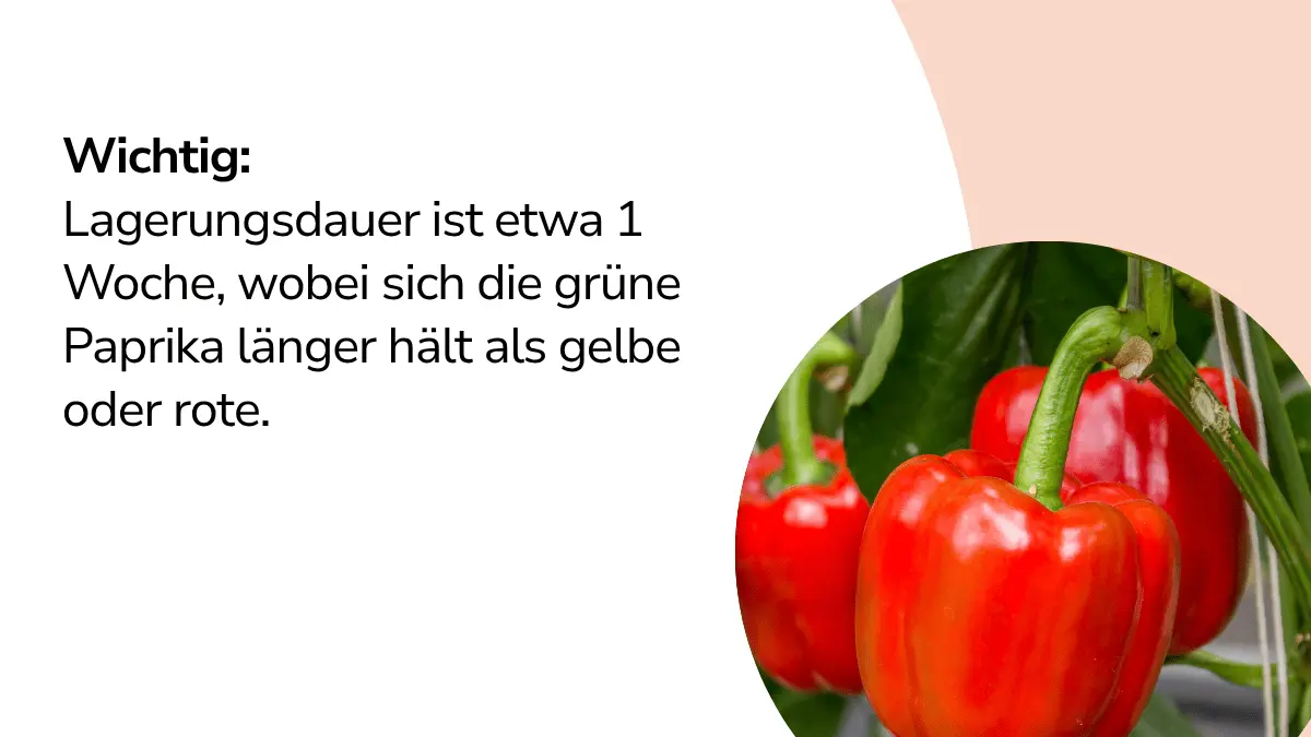 Paprikas mit Text ,,Wichtig: Lagerungsdauer ist etwa 1 Woche, wobei sich die grüne Paprika länger hält als gelbe oder rote."
