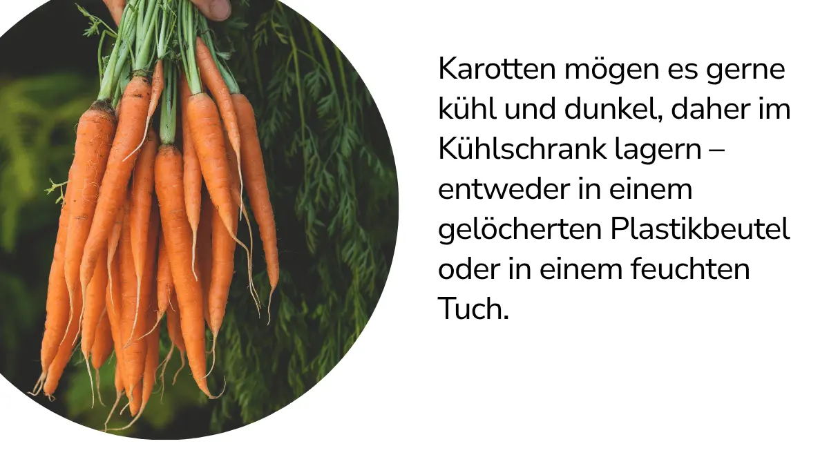 Karotten mit Text ,,Karotten mögen es gerne kühl und dunkel, daher im Kühlschrank lagern - entweder in einem gelöcherten Plastikbeutel oder in einem feuchten Tuch."