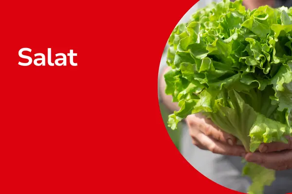 Salat mit Text ,,Salat"