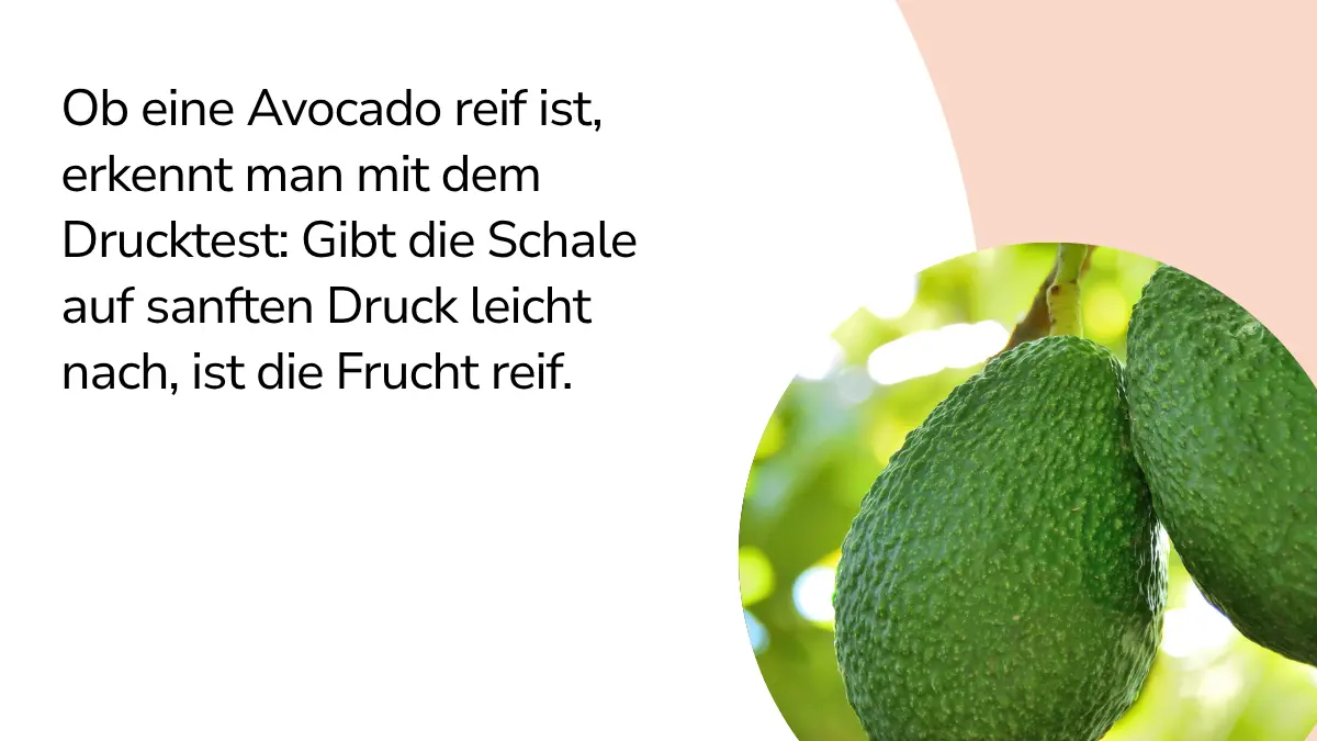 Avocados mit Text ,,Ob die Avocado reif ist, erkennt man durch einen Drucktest: Gibt die Schale auf sanften Druck leicht nach, ist die Frucht reif."