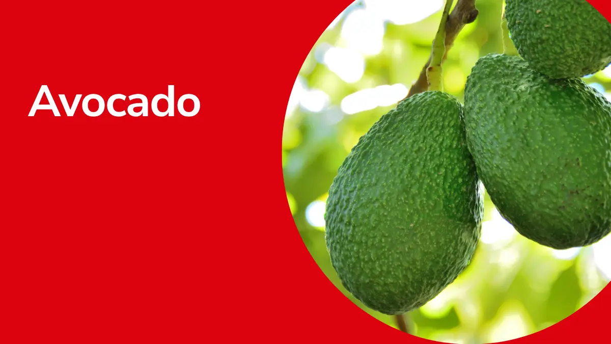 Avocados mit Text ,,Avocado"