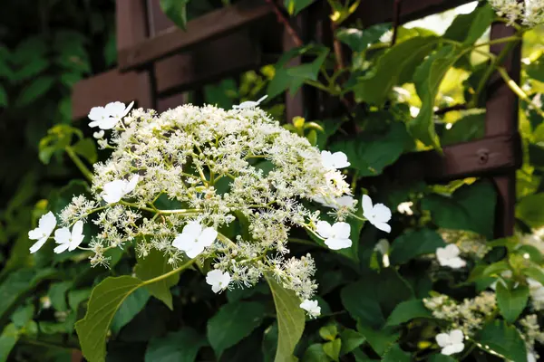 Kletterhortensie (Hydrangea petiolaris)