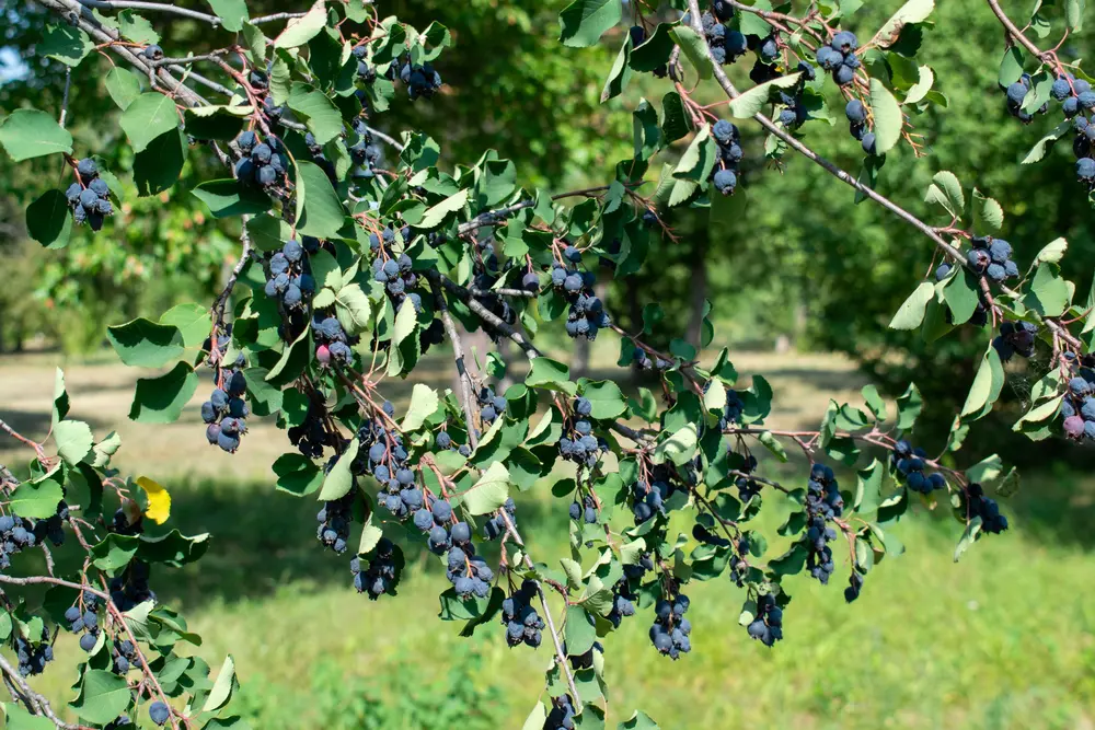 Echte Felsenbirne (Amelanchier ovalis)
