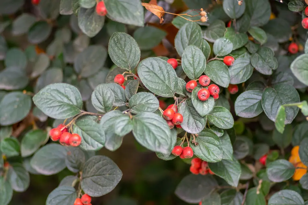 Gewöhnliche Zwergmispel (Cotoneaster integerrimus)