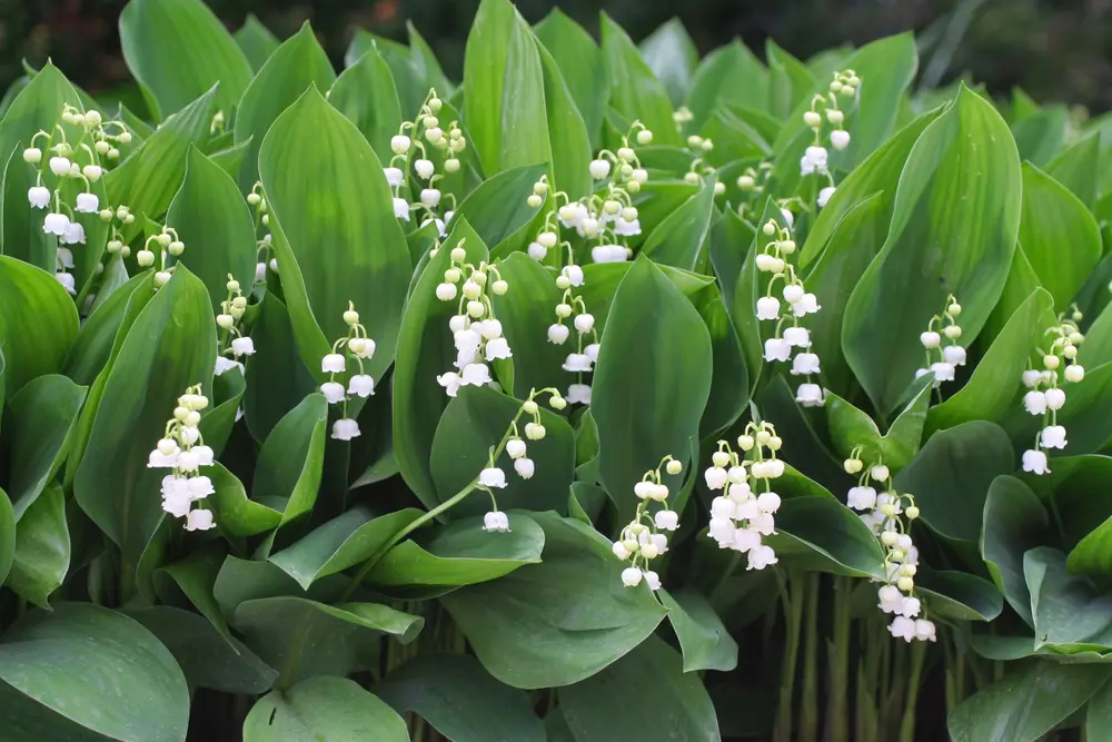 Maiglöckchen (Convallaria majalis)
