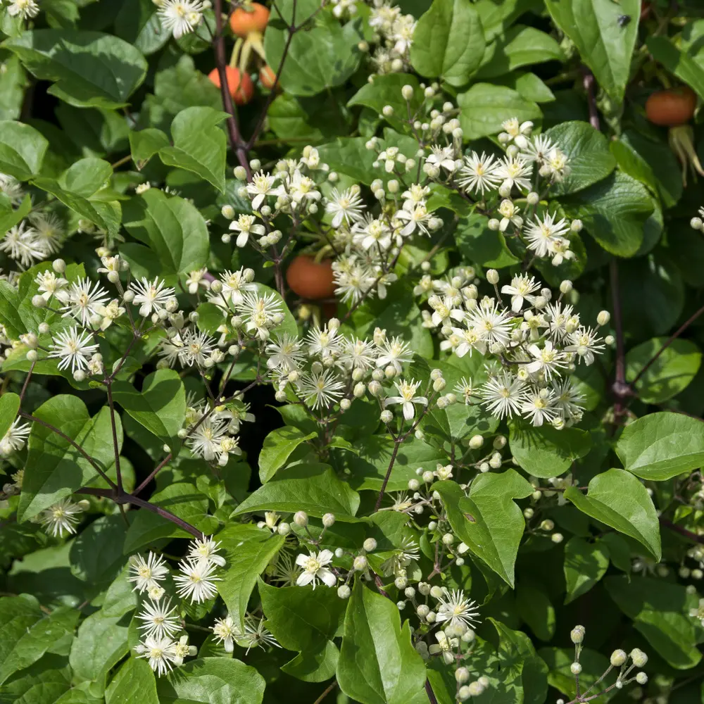 Gewöhnliche Waldrebe mit zahlreichen weißen Blüten