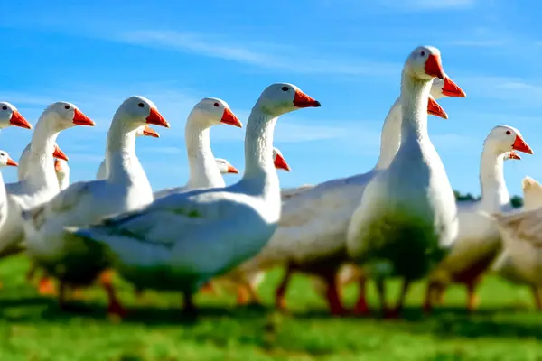 Gänse laufen nebeneinander über eine Wiese.