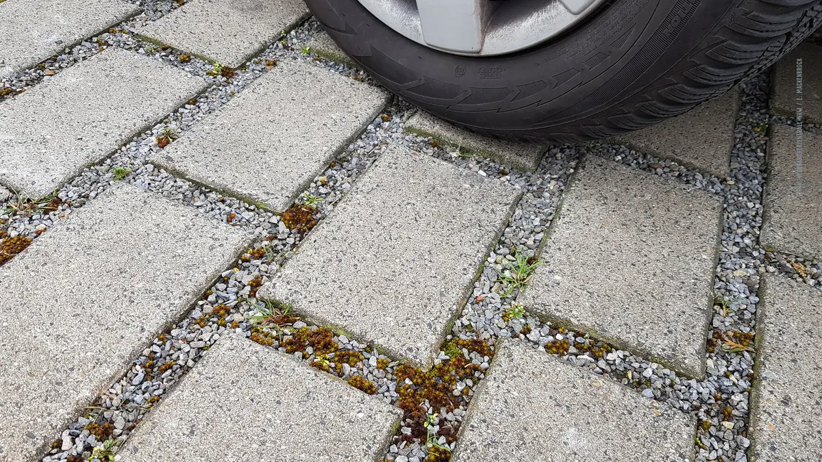 Rasenfugenpflaster mit Spontanvegetation