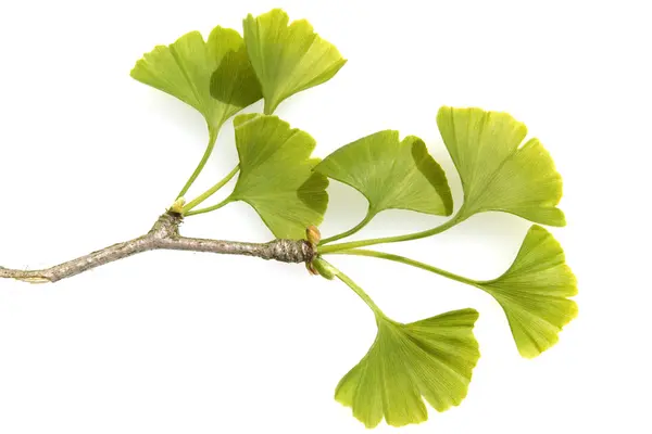 Ginkgozweig
