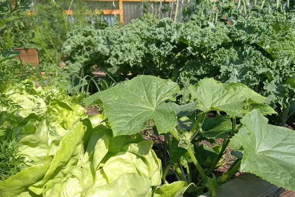 Gemüse im Garten