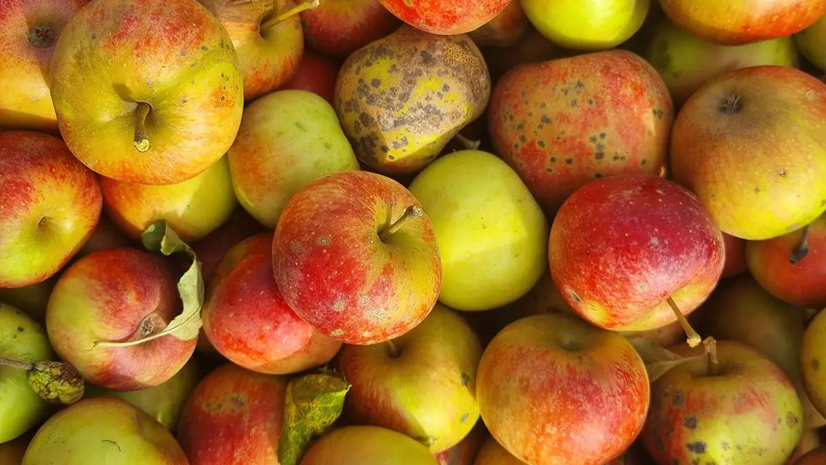 Viele Äpfel auf einem Haufen