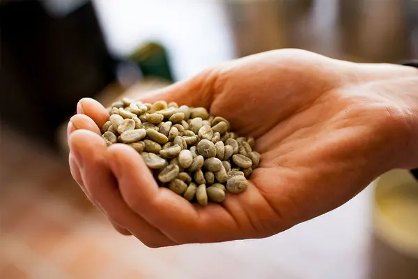 Eine Hand hält grünen, ungerösteten Kaffee