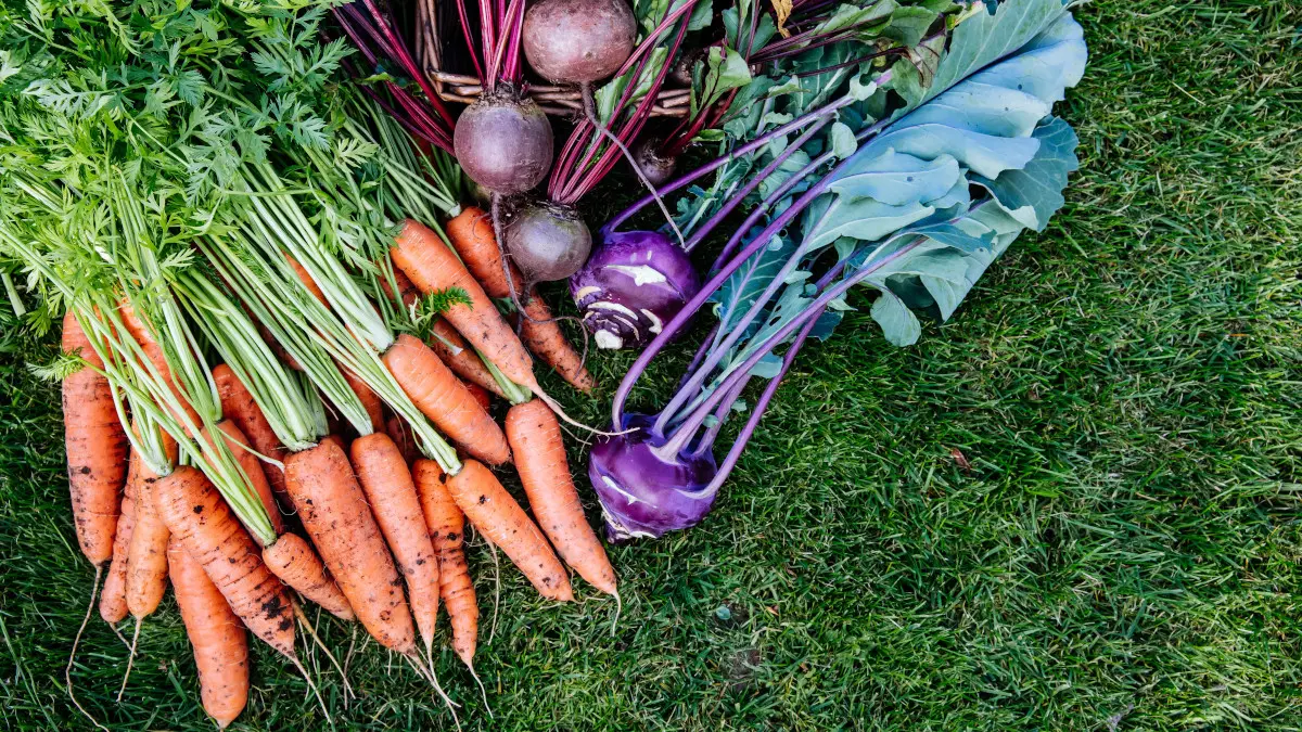 Frische Karotten, rote Beete und Kohlrabi mit Pflanzengrün liegen im Gras.