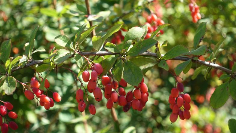Gemeine Berberitze (Berberis vulgaris)