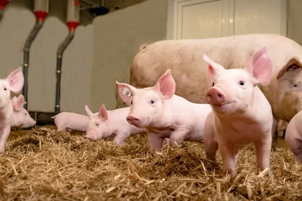 Mehrere Schweine stehen in einem geräumigen Stall auf Stroh.