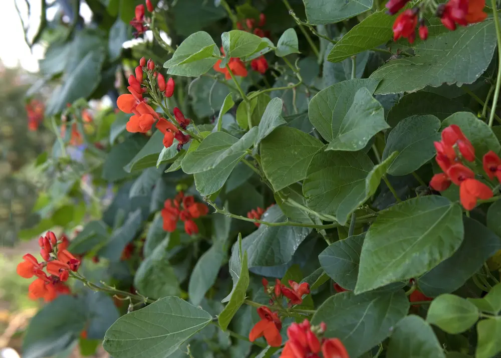 Feuerbohne (Phaseolus coccineus)