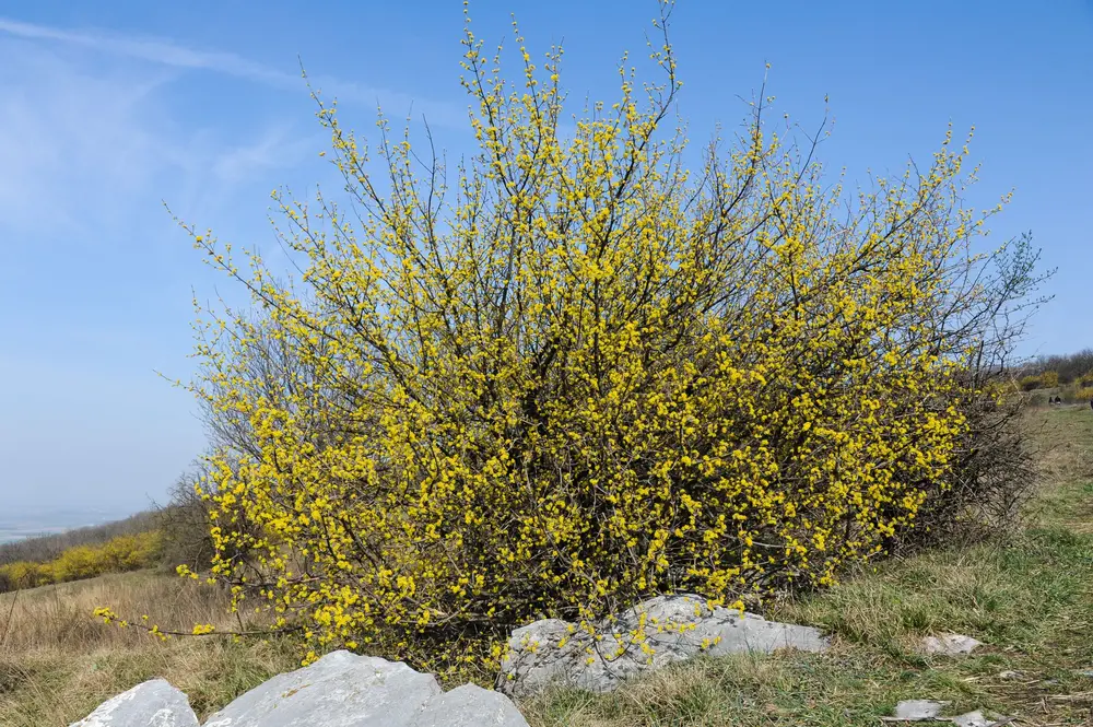 Kornelkirsche (Cornus mas)