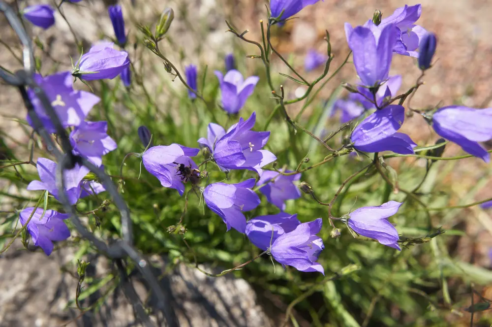  Rundblättrige Glockenblume (Campanula Rotundifolia