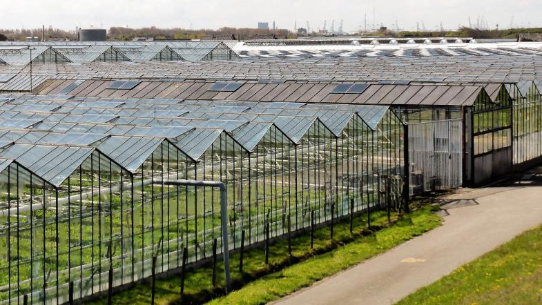 Gewächshäuser in Reihen