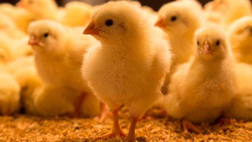 Kleine, flauschige, gelbe Küken