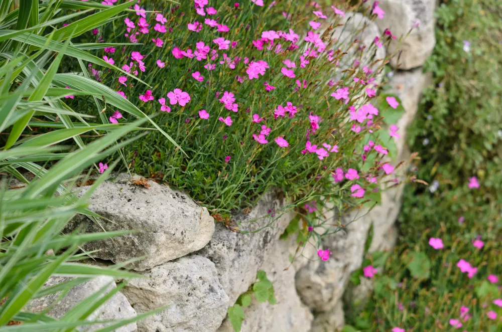 Heidenelke mit zahlreichen rosafarbenen Blüten