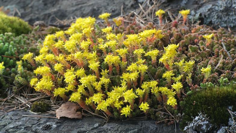 Scharfer Mauerpfeffer (Sedum acre)