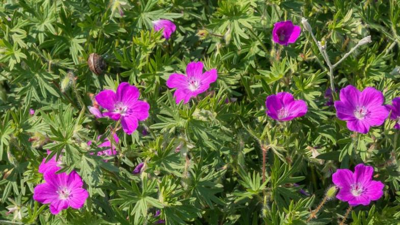 Blut-Storchschnabel (Geranium sanguineum)