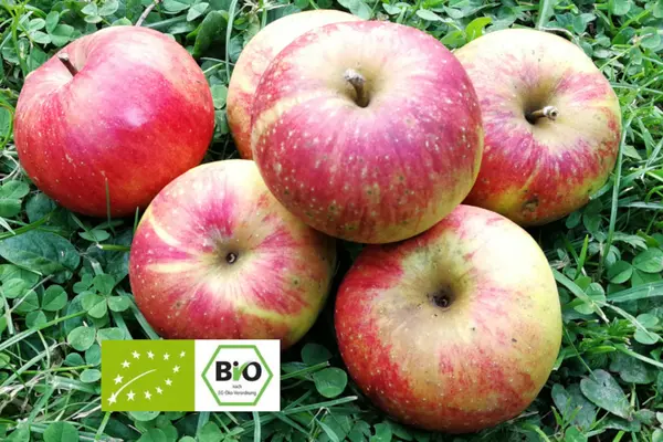 Äpfel mit Bio-Siegel