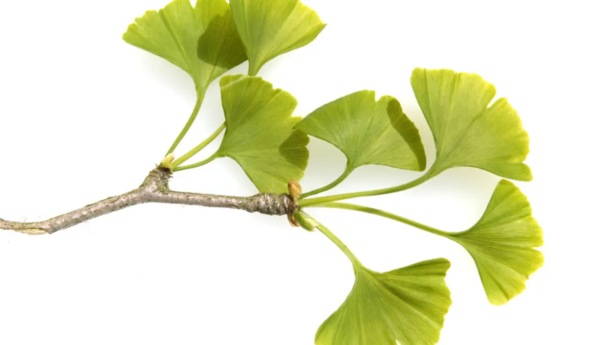 Ginkgozweig