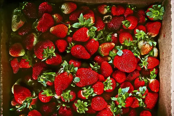 Erdbeeren